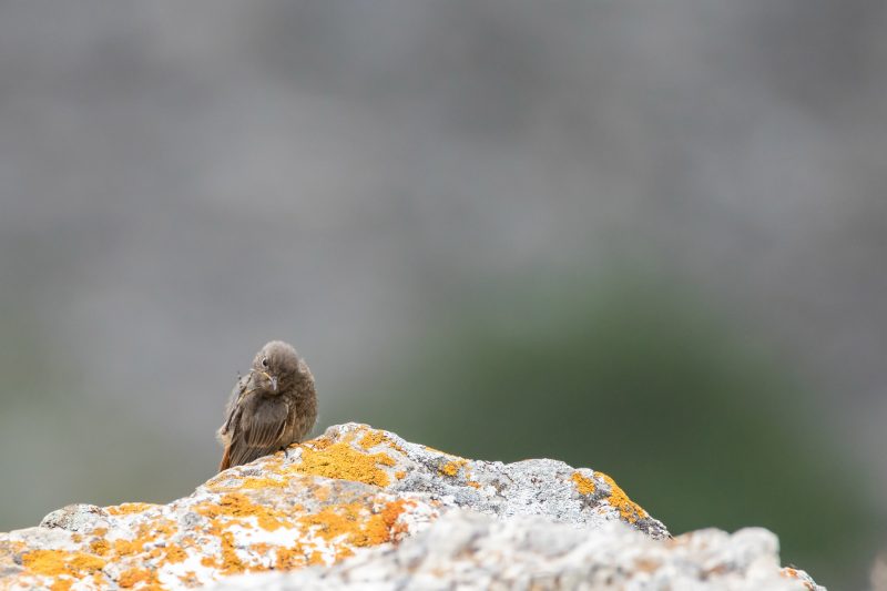Rougequeue noir juvénile